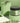 Mielle Rosemary Mint Strengthening Hair Masque 340g